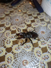 Lucanus cervus turcicus