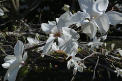 Magnolia denudata
