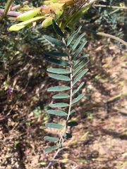 Astragalus trichopodus