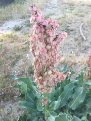 Rumex hymenosepalus
