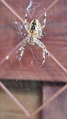 Araneus diadematus