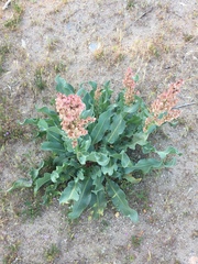 Rumex hymenosepalus