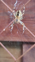 Araneus diadematus