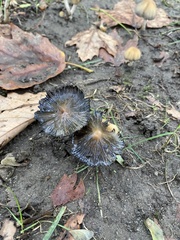 Coprinellus micaceus
