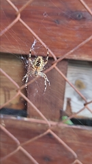Araneus diadematus