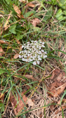 Apioideae