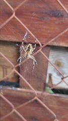 Araneus diadematus
