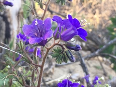 Phacelia minor