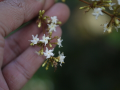 Ichnocarpus frutescens