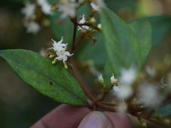 Ichnocarpus frutescens
