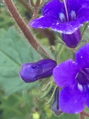 Phacelia minor