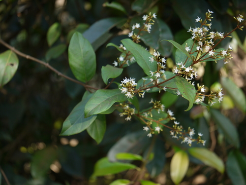Ichnocarpus frutescens (L.) W.T.Aiton