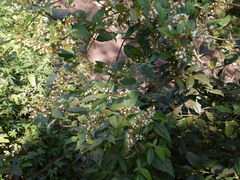 Ichnocarpus frutescens