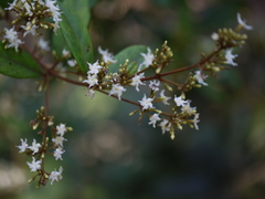 Ichnocarpus frutescens