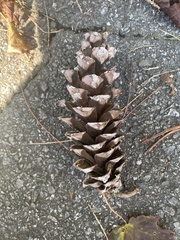 Pinus strobus