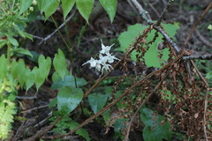 Epimedium sempervirens