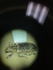 Sitona cylindricollis