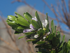 Psoralea obliqua
