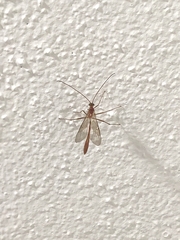 Enicospilus