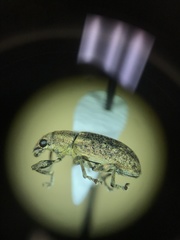 Sitona cylindricollis