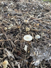 Agaricales