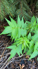 Ailanthus altissima