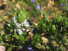 Psoralea obliqua