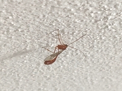 Enicospilus