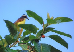 Pitangus sulphuratus