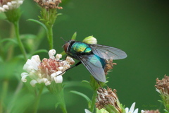 Lucilia illustris