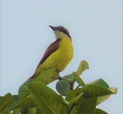 Pitangus sulphuratus