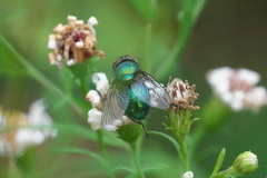 Lucilia illustris