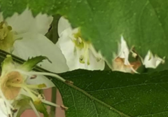 Crataegus holmesiana