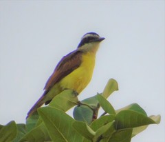 Pitangus sulphuratus