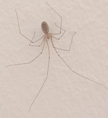 Pholcus phalangioides