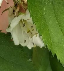 Crataegus holmesiana