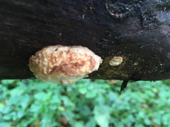 Fuscopostia leucomallella