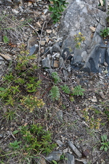 Potentilla chinensis