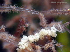 Amathia verticillata