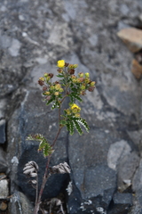 Potentilla chinensis