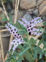 Heliotropium curassavicum