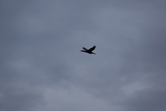 Phalacrocorax carbo