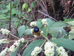 Varronia bullata
