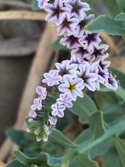 Heliotropium curassavicum