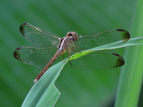 Black-winged Dragonlet