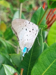 Pseudolycaena