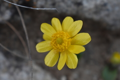 Ranunculus bullatus