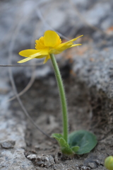 Ranunculus bullatus