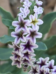 Heliotropium curassavicum