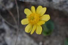 Ranunculus bullatus